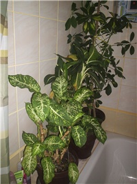 66f29561-Picture 013.jpg
